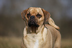 Puggle Portrait