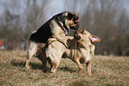 Puggles