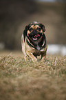 running Puggle