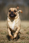 running Puggle