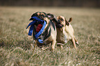 playing puggles