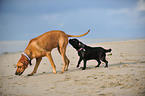 2 dogs