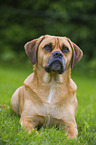lying Puggle