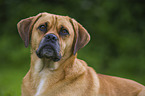 Puggle Portrait