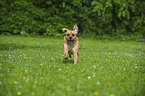 running Puggle