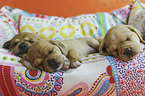 Puggle Puppies