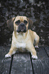 lying Puggle
