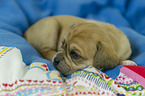 Puggle Puppy