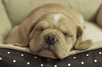 Puggle Puppy