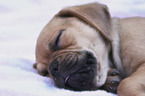 Puggle Puppy