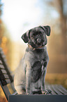 female Puggle