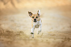 female Puggle