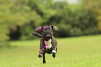 running Puggle