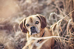 Puggle portrait