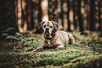 lying Puggle