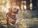 lying Puggle