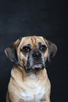 Puggle Portrait