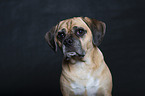 Puggle Portrait