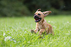 Puggle Puppy