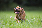 Puggle Puppy