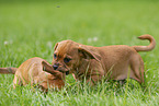 Puggle Puppies