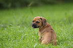 Puggle Puppy