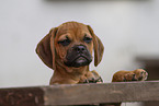 Puggle Puppy