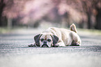 female Puggle