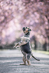female Puggle