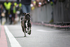 Puggle race