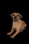female Puggle