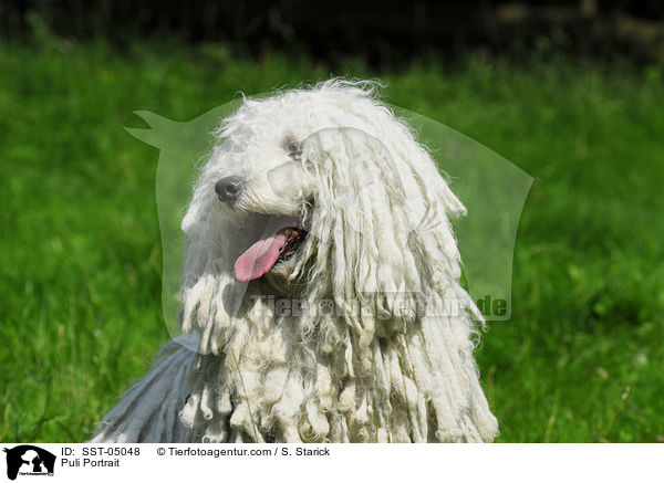 Puli Portrait / Puli Portrait / SST-05048