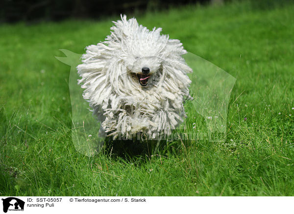 running Puli / SST-05057
