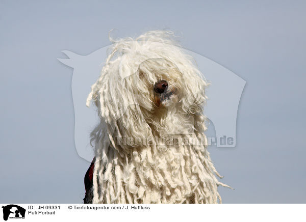 Puli Portrait / Puli Portrait / JH-09331