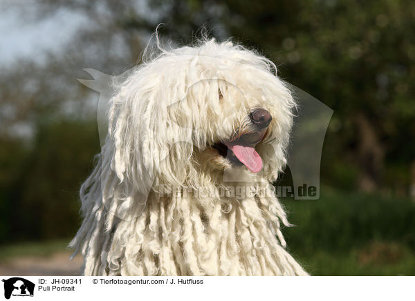 Puli Portrait / Puli Portrait / JH-09341