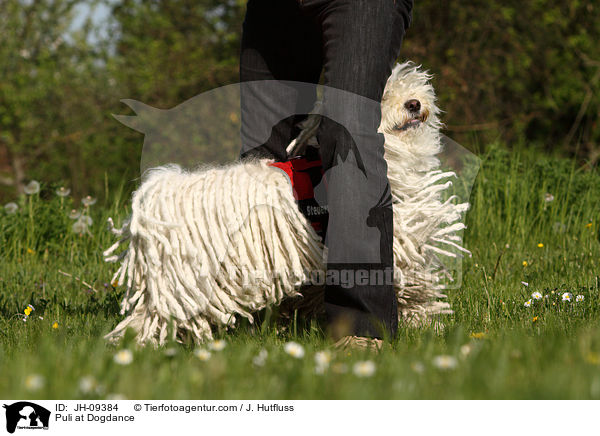 Puli beim Dogdance / Puli at Dogdance / JH-09384
