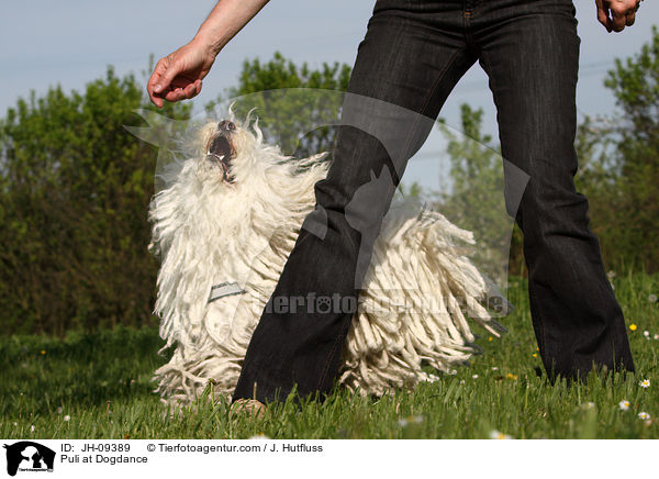 Puli beim Dogdance / Puli at Dogdance / JH-09389