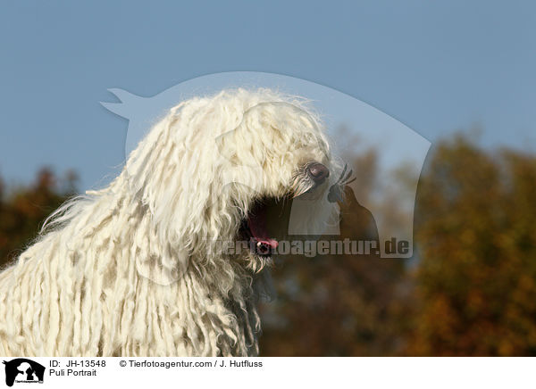 Puli Portrait / Puli Portrait / JH-13548
