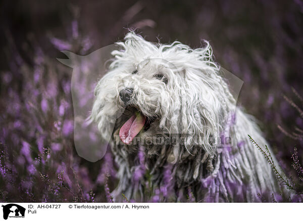 Puli / Puli / AH-04727