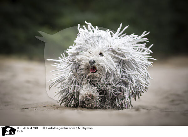 Puli / AH-04739