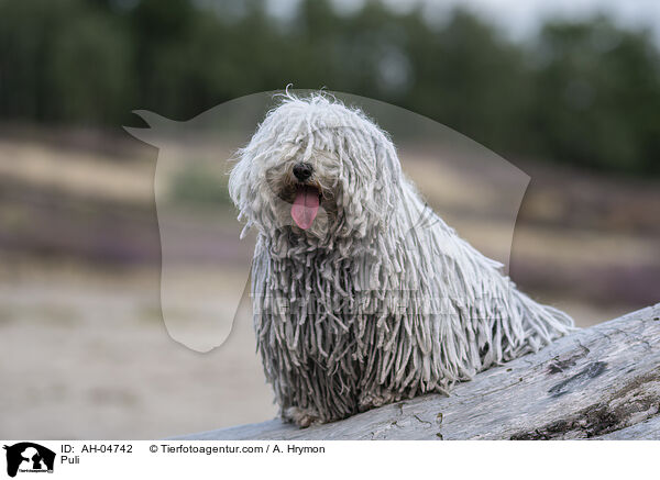 Puli / Puli / AH-04742