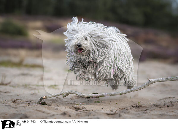 Puli / Puli / AH-04743