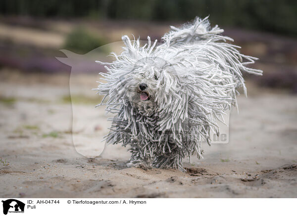 Puli / Puli / AH-04744