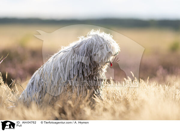 Puli / AH-04762