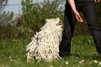 Puli at Dogdance