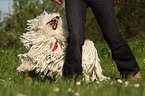 Puli at Dogdance