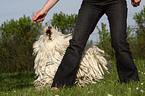 Puli at Dogdance