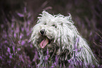 Puli