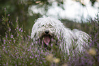 Puli