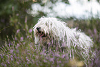 Puli
